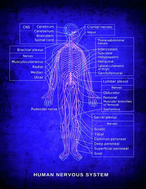 Human Nervous System Diagram Blueprint Digital Art By