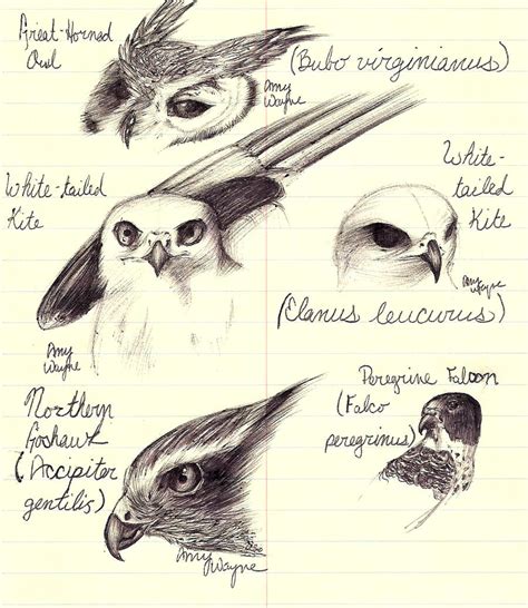 Pencil Drawings Of Birds Of Prey Pencildrawing
