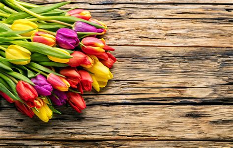Wallpaper Flowers Bouquet Spring Colorful Tulips Fresh Wood
