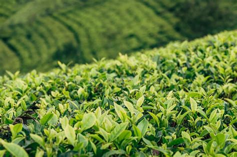 Scenic View Of Agriculture Green Tea Farm Plantation Growing In Sri