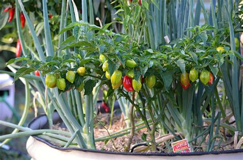 Growing Peppers In Containers Successfully Garden And Happy