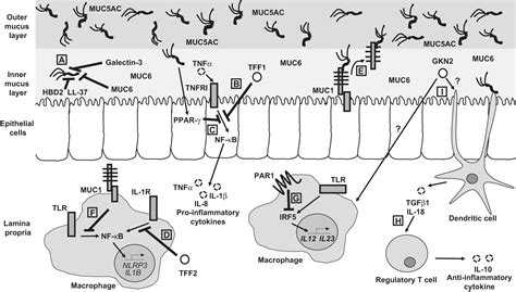 How Host Regulation Of Helicobacter Pylori Induced Gastritis Protects