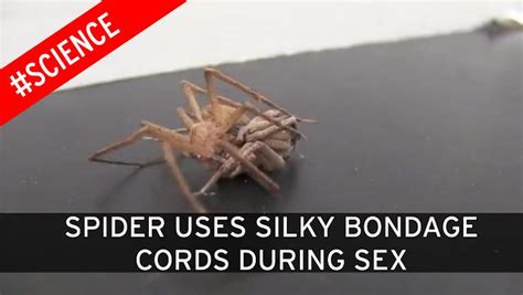 Astonishing Footage Shows How Male Spiders Use Silky Bondage Cords To