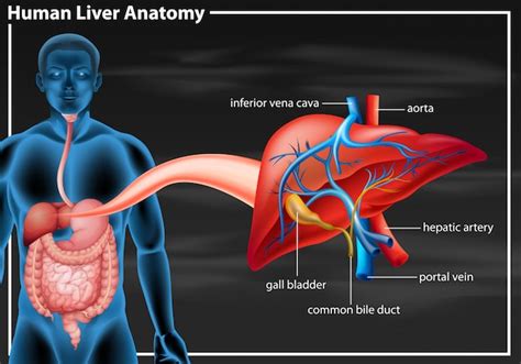 Premium Vector Human Liver Anatomy Diagram