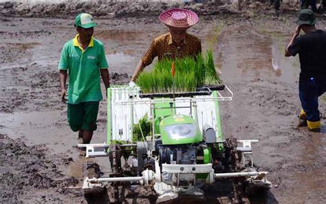 Sejarah & penanaman padi di kawasan muda. Barut Lakukan Inovasi Pertanian