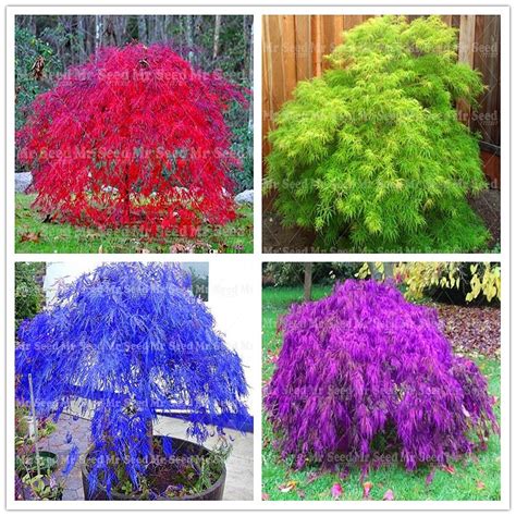 10pcs Rare Dwarf Weeping Japanese Maple Tree Plant Garden Ornamental Free Download Nude Photo