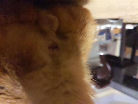 Today We Noticed A Small Swollen Spot Next To Our Cat S Anus Now The Swollen Spot Is Gone But