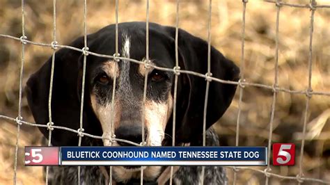 Bluetick Coonhound Named Official Tennessee State Dog Youtube