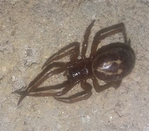The few bite records we have tend to not be. Female Steatoda nobilis (Noble False Widow) in Oceanside ...