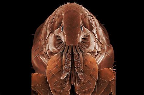 Cat Flea The Most Common Pest Found In The Home Ctenocephalides
