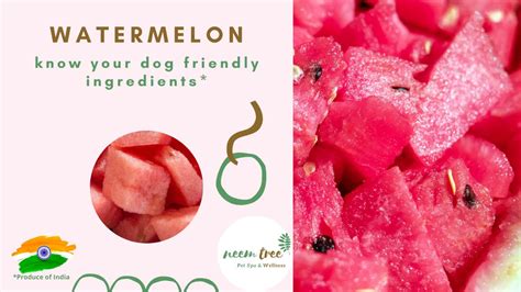 My dog loves underdog cooked fresh frozen dog food. Watermelon - Home Cooked Dog Food - YouTube