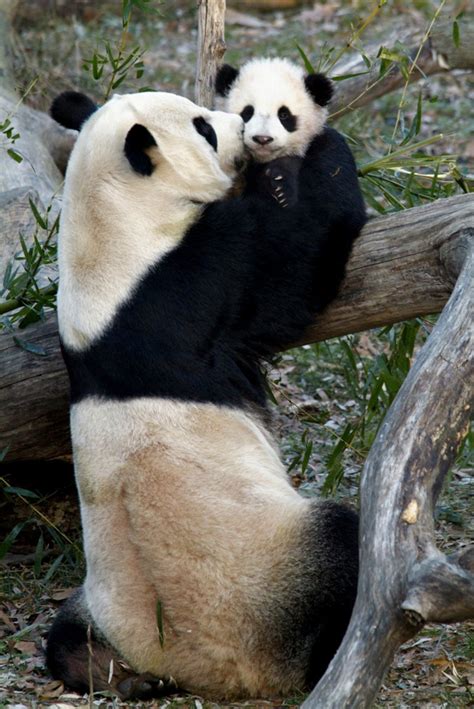Pandas Mate With Help At The National Zoo