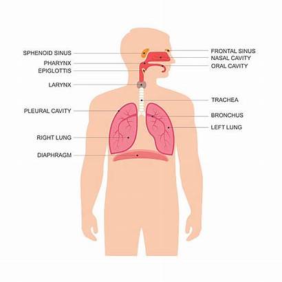 Respiratory System Human Vector Illustration Illustrations Anatomy