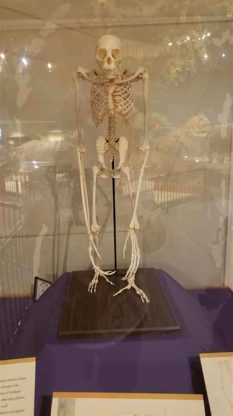 Gibbon Skeleton Delbridge Museum Zoochat