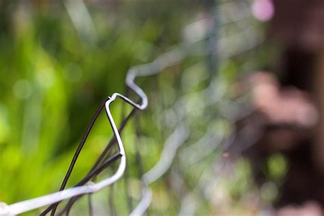 Free Images Nature Grass Branch Light Fence Sunlight Leaf
