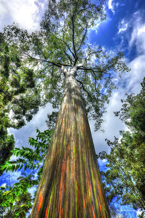Oahu Hi Rainbow Eucalyptus Tree Wahiawa Botanical Garden Forestry Art