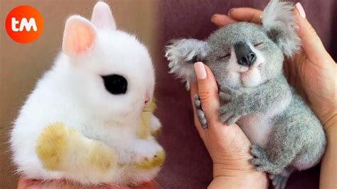 The Cutest Baby Animals 🥰 Youtube