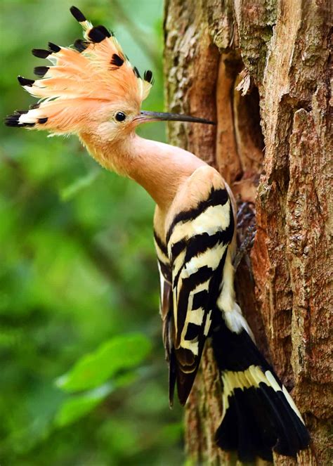 The Eurasian Hoopoe Upupa Epops Is The Most Widespread Species Of The