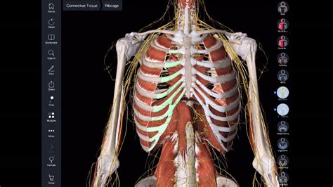Essential Anatomy 5 For Windows Anatomical Charts And Posters