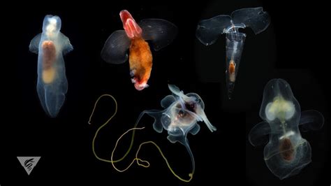 Pteropods Swimming Snails Of The Sea Youtube