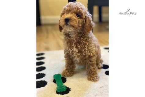 Unfortunately, because cockapoos are a desirable breed/variety of dog, many puppy dealers looking to make some easy money. Mac: Cockapoo puppy for sale near Raleigh / Durham / CH, North Carolina. | 07f81f08-77c1