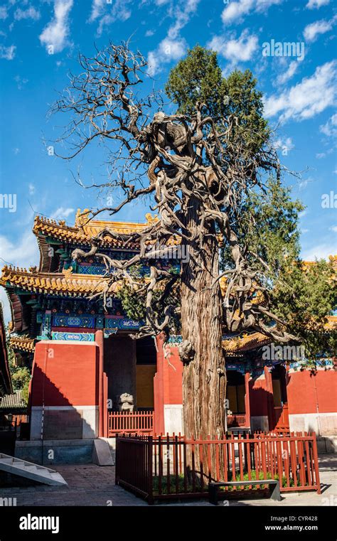 A Old Tree And The Tone Tablet Pavilions At The Confucian Temple