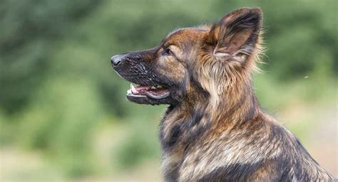 Watch this beautiful sable german shepherd grow from 8 weeks to 1 year. Sable German Shepherd - All The Facts About This Classic ...