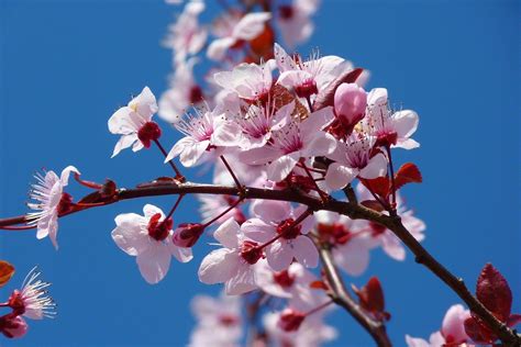 Spring Cherry Blossom The Garden Design Co