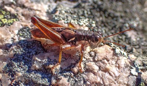 Smiths Spur Throat Grasshopper Vermont Atlas Of Life