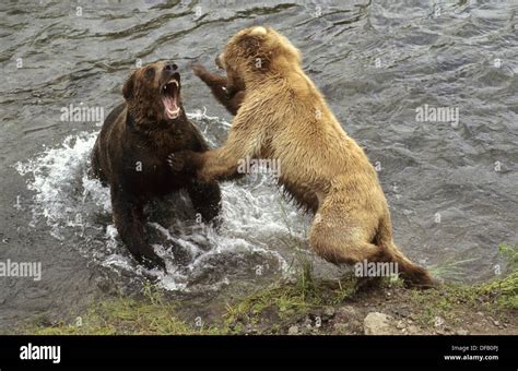 Female Grizzly Bear Fights Male To Protect Her Cubs Ursus Arctos