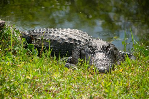 Everglades Alligator Farm na Florydzie wycieczka specjalną łodzią Floryda pl wakacje na