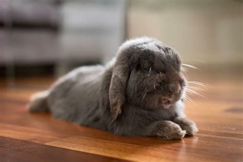 How To Keep Rabbit And Rodent Companions Cool In Summer Peta Australia