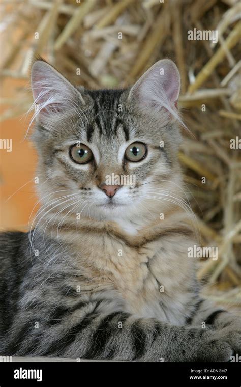 Mackerel Tabby Cat Hi Res Stock Photography And Images Alamy