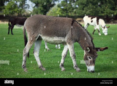 Donkey Grazing In A Meadow France Stock Photo Alamy