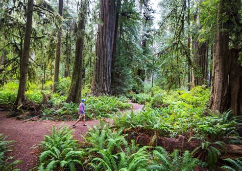 What Are Old Growth Forests And Where Are They In The Us