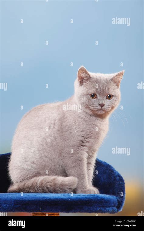 British Shorthair Cat Kitten Lilac 4 Months Stock Photo Alamy