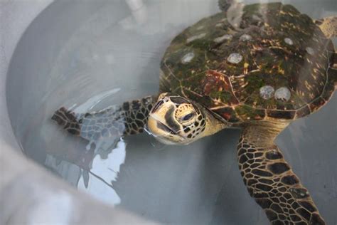 Hybrid Turtle Possible First In Australia Australian Geographic