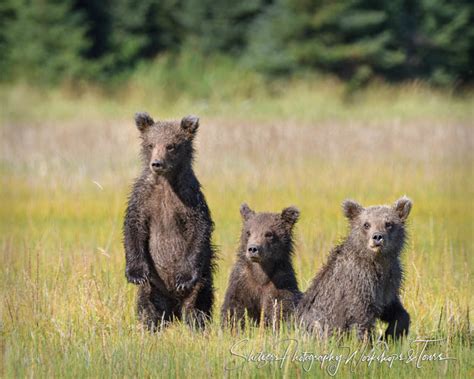 Three Bear Cubs Play Shetzers Photography