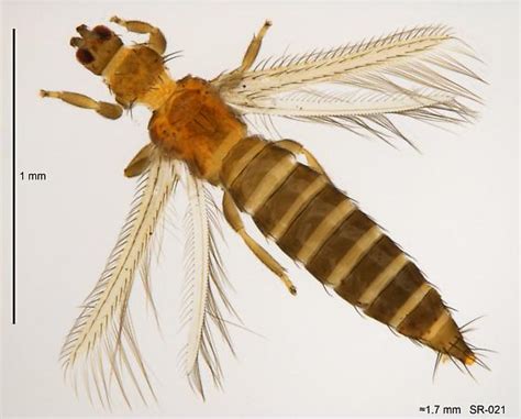 Thysanoptera Bugguidenet