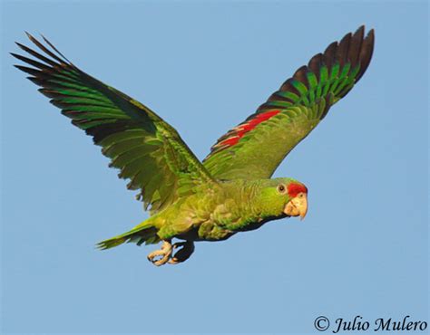 Red Crowned Parrot Amazona Viridigenalis Species Information And Photos