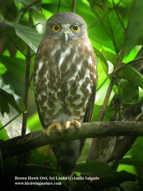 Brown Hawk Owl Alchetron The Free Social Encyclopedia