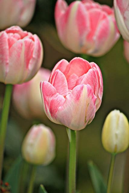 Tulips Flowers Spring · Free Photo On Pixabay