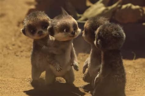 Compare The Meerkat Fans Devastated By Baby Olegs Farewell Ad