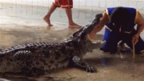Huge Cannibal Alligator Eats One Of Its Own In Gruesome Video Daily