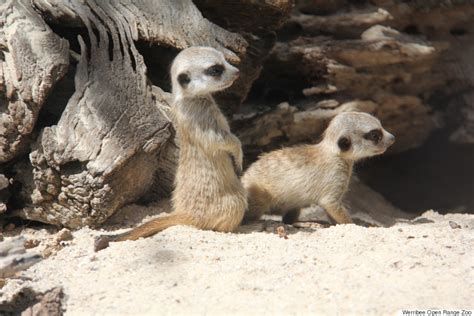 Adorable New Meerkat Pups Make Their First Public Debut At Werribee