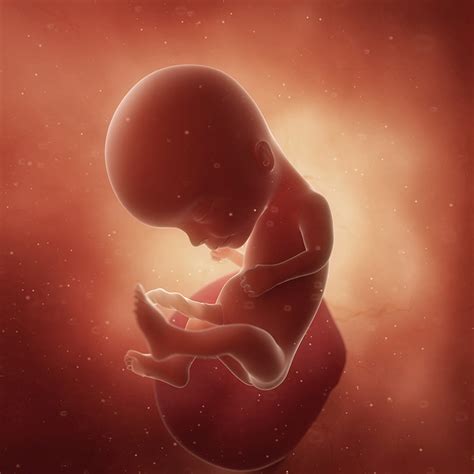 Ultrasound Of Fetus At 14 Weeks