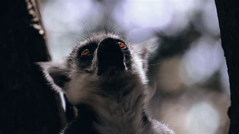 Wallpaper Lemur Glance Animal Beast Wildlife Hd Picture Image