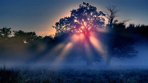 Trees Sunrise Mist Landscape Nature Wallpapers Hd Desktop And Mobile Backgrounds