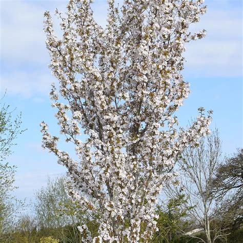 Prunus Sunset Boulevard Buy Conical Cherry Blossom Trees
