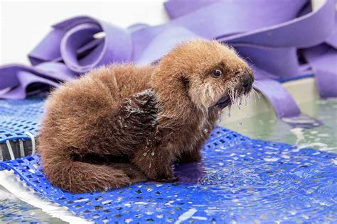 Sea Otter Pup Reunited With Mom In Cutest Video Sfgate